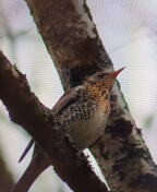 Räkättirastas, ehkä. Annala, Tampere