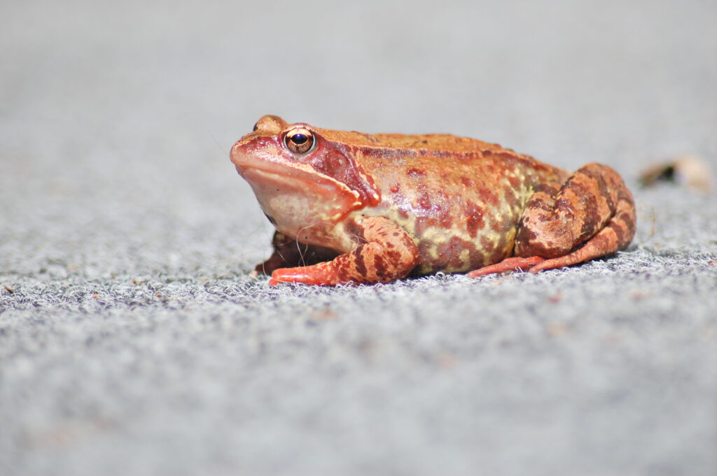 Jättikokoinen sammakko