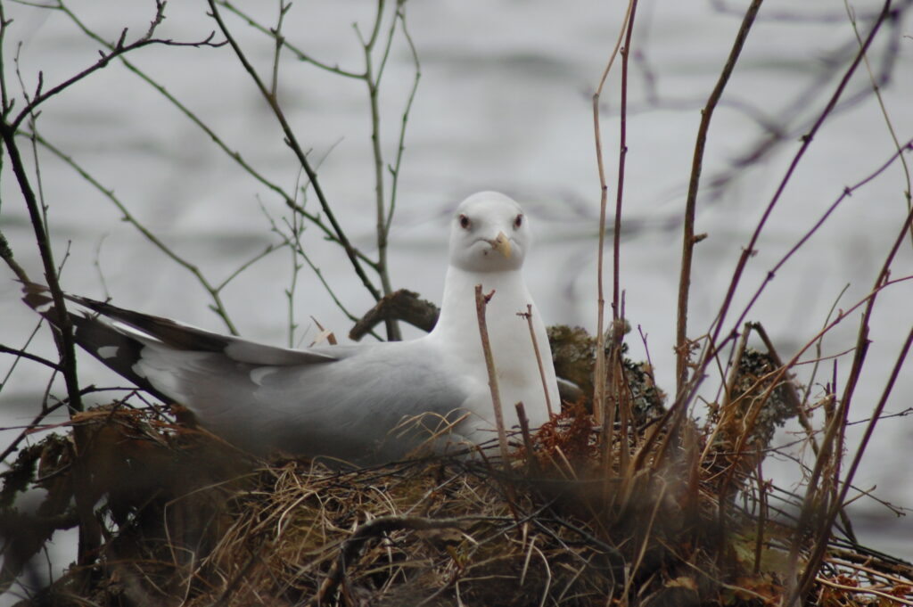 Hautova lokki, Haihara, Tampere