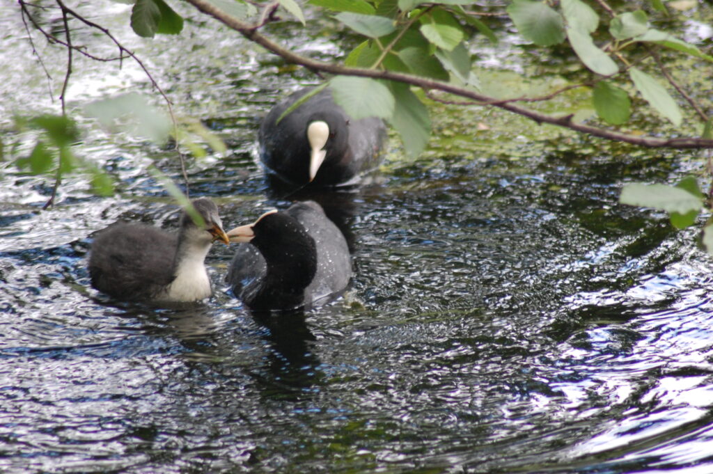 Iidesjärvi, Tampere, vesilintuja