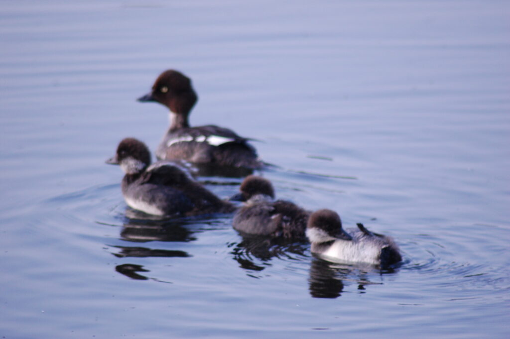 Vesilintupoikue Iidesjärvi, Tampere