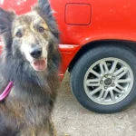 Roihu ja Sofia-Volvo