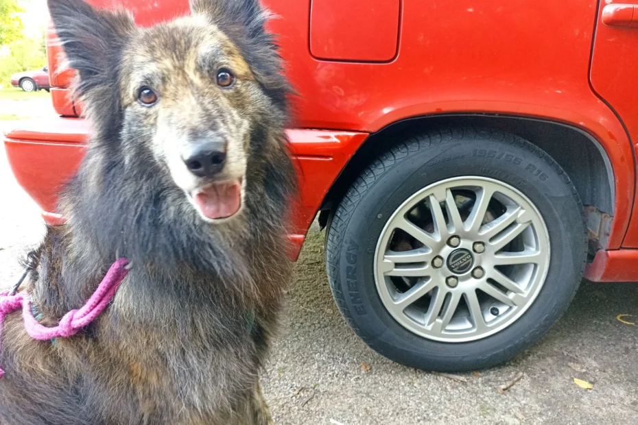 Roihu ja Sofia-Volvo