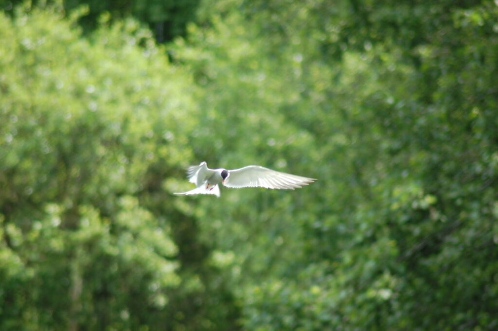 Ilmeisesti kalatiira, Iidesjärvi, Tampere