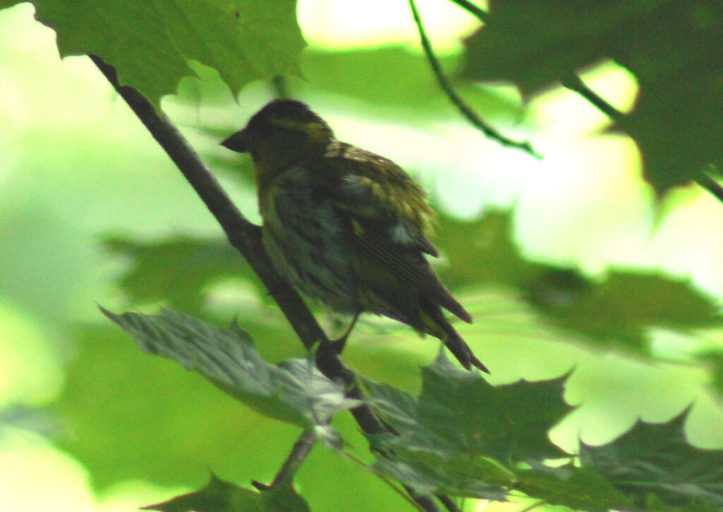 Jokin varpunen (?) Iidesjärvi, Tampere