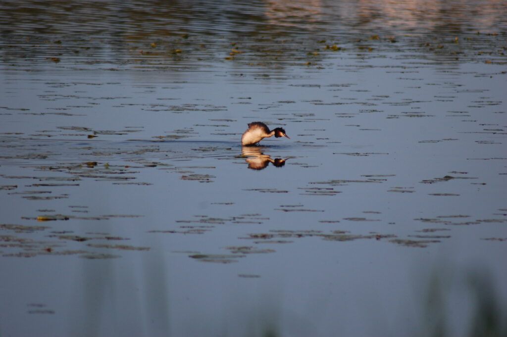 Silkkiuikku, Iidesjärvi, Tampere