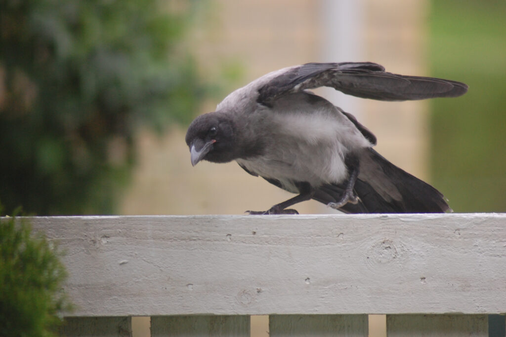 Variksen poikanen, Tampere