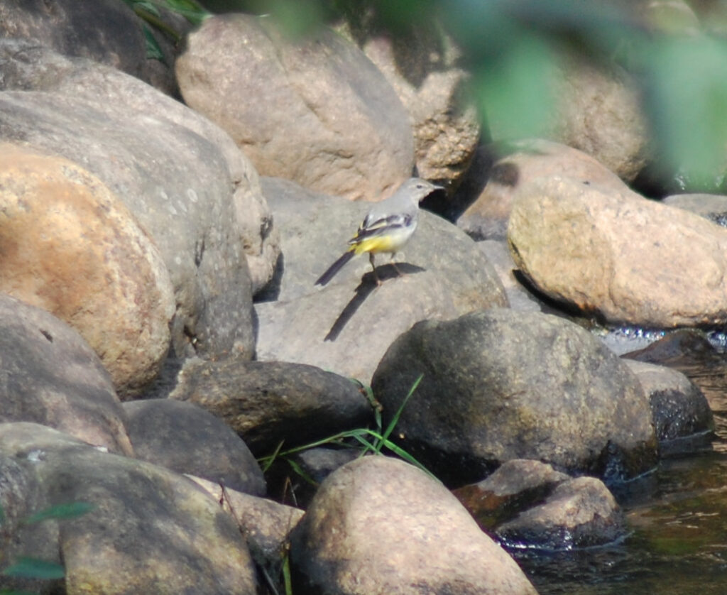 Virtavästäräkki Turtola, Tampere